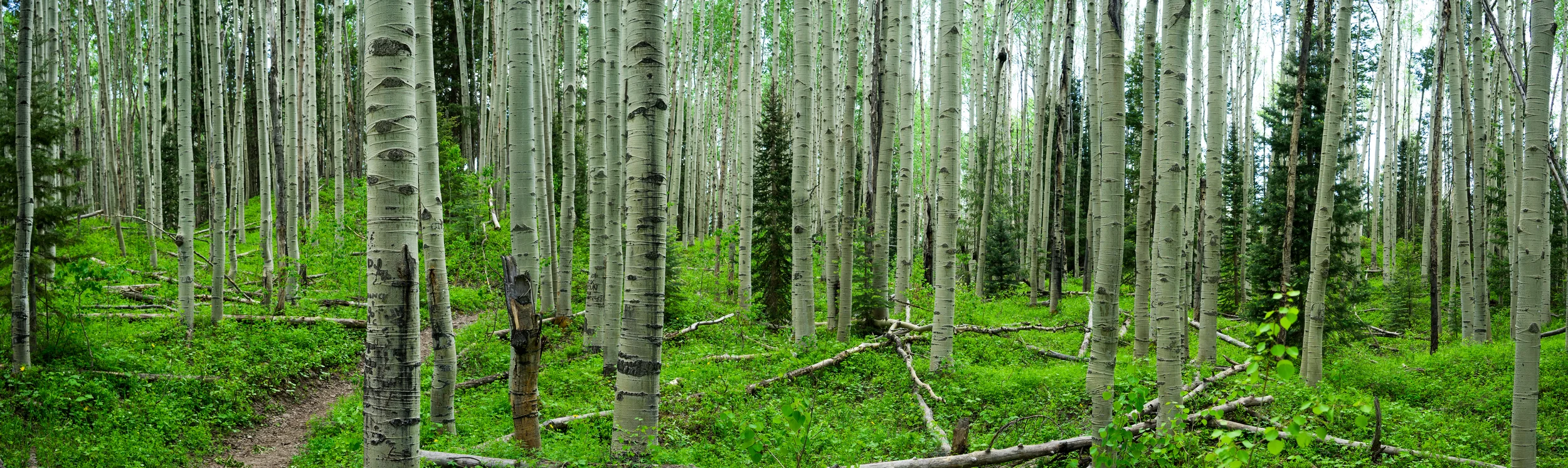 A beautiful grove of Aspen trees on the trail to Opal Lake, just outside of Pagosa Springs Colorado.