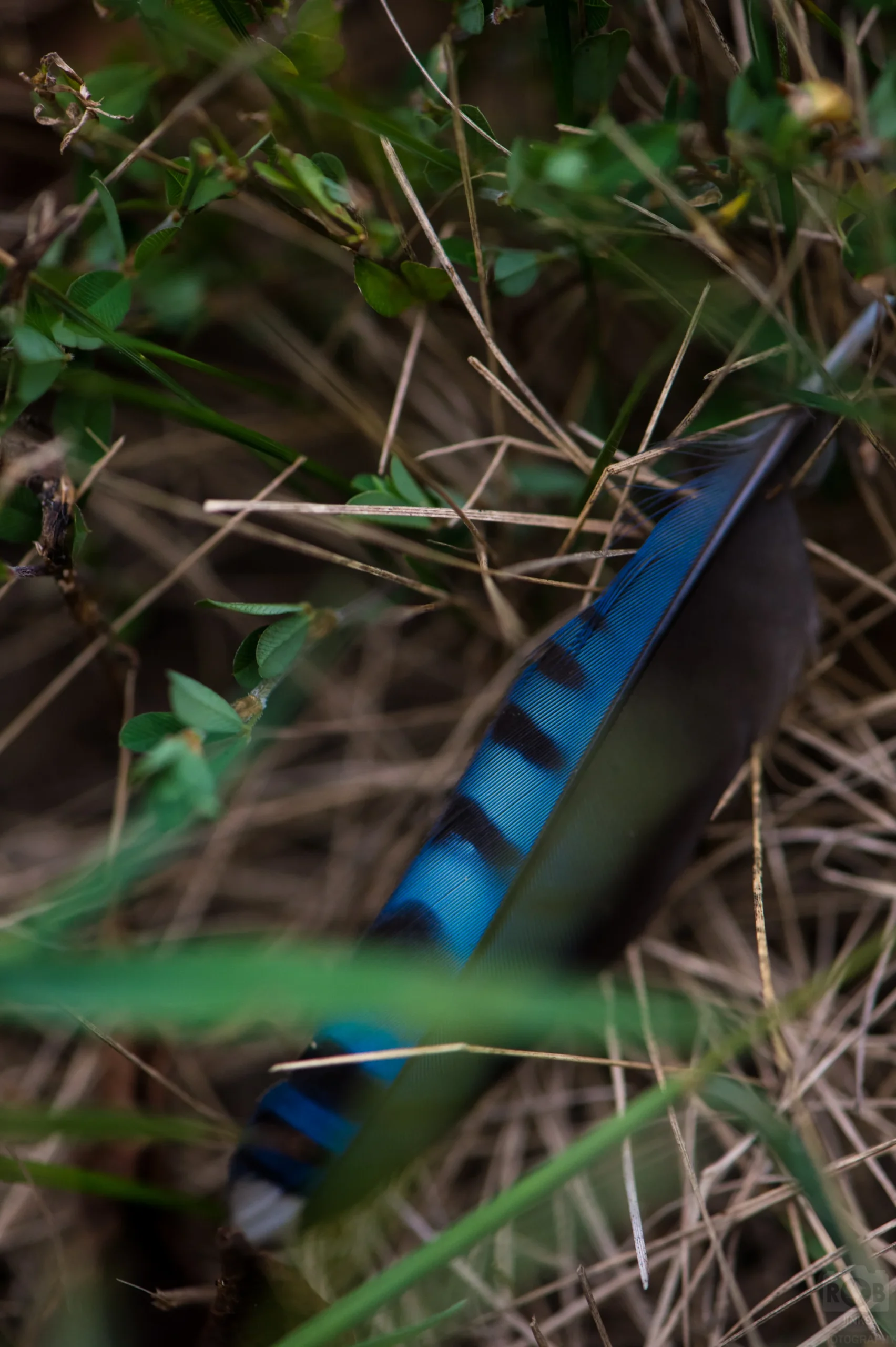The Blue Jay feather as found on the ground.